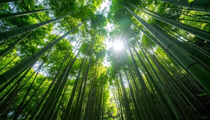 Lush bamboo forest from below
