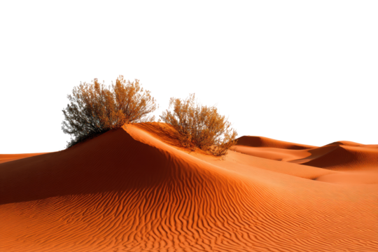 Desert landscape with small, light-colored bushes
