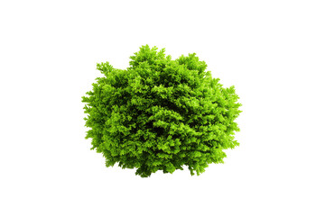 Fototapeta premium Green rounded shrub top view