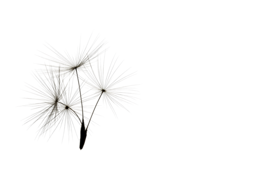 Pristine dandelion seed head with delicate, hyper-detailed feathery pappus suspended against a transparent studio background with copy space, concept of growth, innovation, and potential.