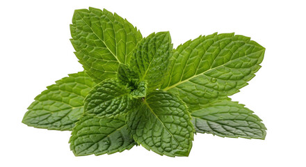 Fresh green mint leaves isolated on transparent background