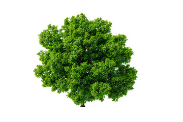 Fototapeta premium Overhead view of a lush green tree canopy