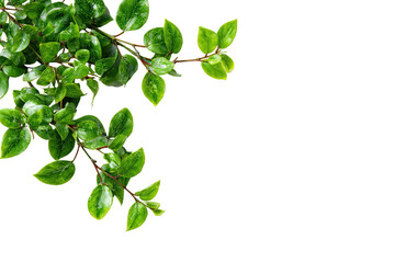 Obraz premium Close-up greenery corner