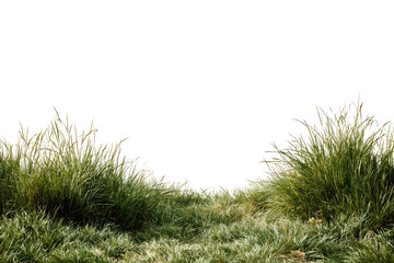 Lush grass field with soft highlights