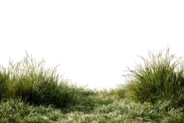 Lush grass field with soft highlights