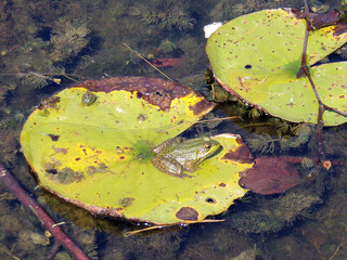 Frog sitting on leaf in the pond