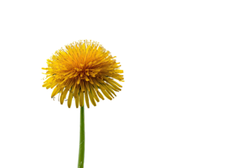 Close-up of a bright yellow dandelion