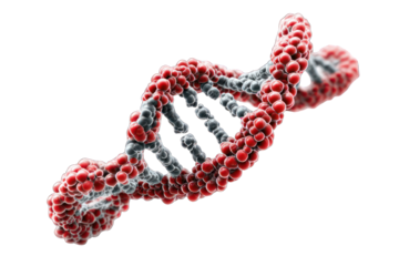 3D model of a DNA double helix