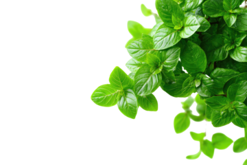 Fresh mint leaves close-up