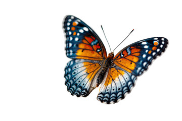 Fototapeta premium A vibrant butterfly in flight against a black background