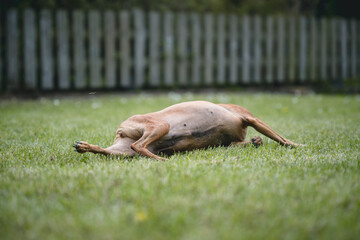 Dog enjoying the garden and feeling comfortable