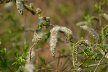 Salix gracilistyla, called Gaetbeodeul in Korea, is a deciduous willow with slender catkins. It grows along rivers and wetlands, important for biodiversity, landscapes, and habitats.