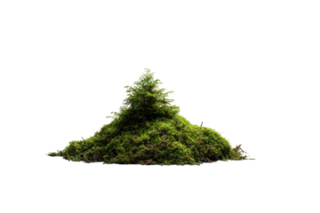 A small, triangular mound of lush green moss