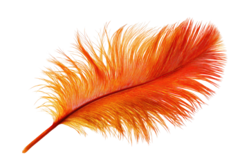 Close-up of vibrant orange feather