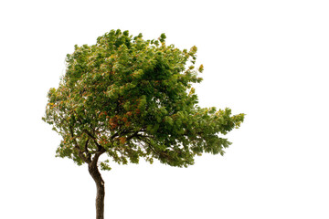 Isolated windswept tree