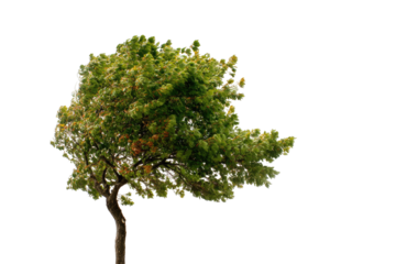 Isolated windswept tree