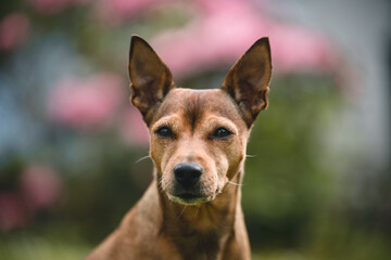 Dog enjoying the garden and feeling comfortable