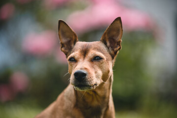 Dog enjoying the garden and feeling comfortable