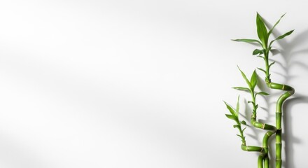 Lucky Bamboo Stalks with Shadow and Light on White Background