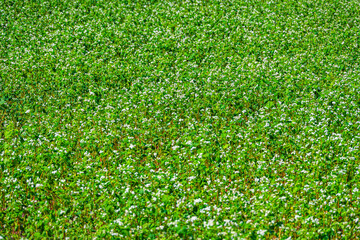 花が咲いた蕎麦畑　長野県