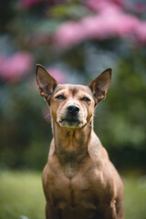 Dog enjoying the garden and feeling comfortable