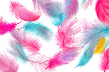 Fototapeta premium Vibrant feathers in pastel shades