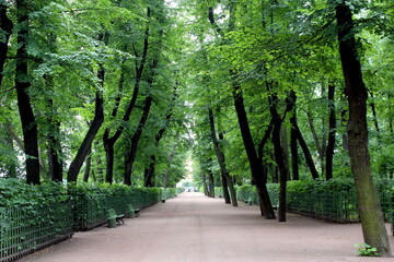  Alley with a green fence in a summer garden.