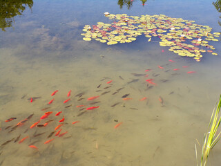 Colorful fishes in the pond