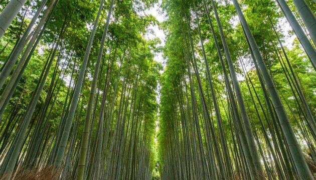 Lush bamboo forest, looking upward (1)