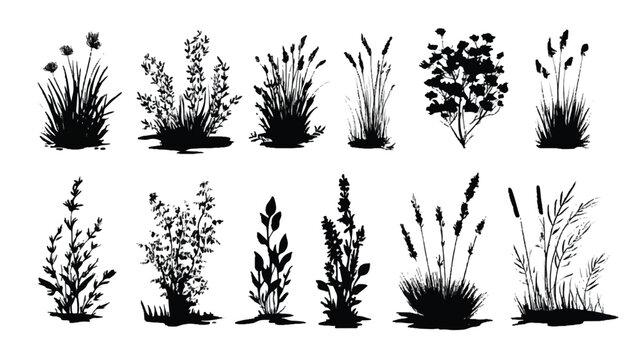 Black botanical silhouettes of grass plants and shrubs for creating natural patterns and designs beautifully isolated