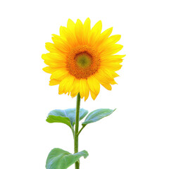 Obraz premium Close-up of a vibrant sunflower against a black background