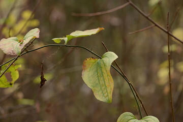 Smilax sieboldii, called Cheonggasideonggul in Korea, is a deciduous climbing vine with spines. Native to East Asia, it grows in forests and plays an important ecological role.
