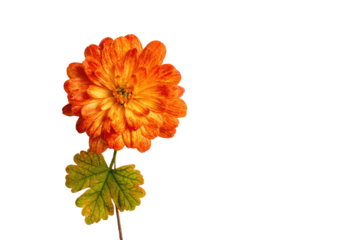 Close-up of an orange flower with leaves (1)