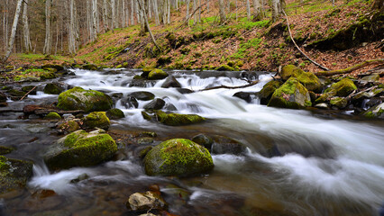 Mountain stream among bare trees and moss-covered rocks.
