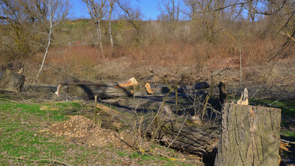 Ecological vandalism. Uncontrolled tree felling. Mures River.