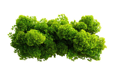 Obraz premium Dense cluster of vibrant green moss