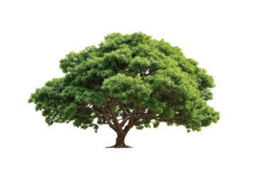 Lush green tree against a black background (2)