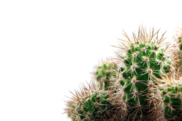 Close-up of a cactus plant
