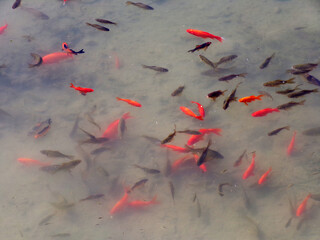 Colorful fishes in the water as a natural background
