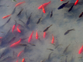 Colorful fishes in the water as a natural background 