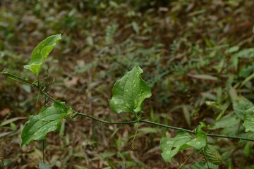 Smilax sieboldii, called Cheonggasideonggul in Korea, is a deciduous climbing vine with spines. Native to East Asia, it grows in forests and plays an important ecological role.