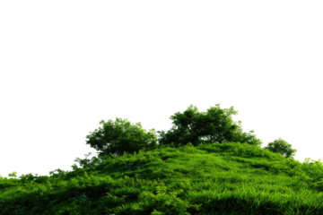 Lush green hilltop foliage against a black background (1)