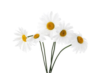 Bouquet of beautiful chamomile flowers isolated on white