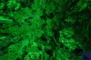 A panoramic view of the foliage of trees from below illuminated by green light, in the park at night, Berezovsky gorge, Kislovodsk, Stavropol Krai, Russia