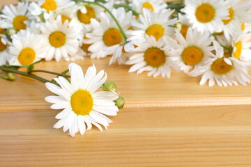 Obraz premium Chamomile flowers lie on a wooden background. 