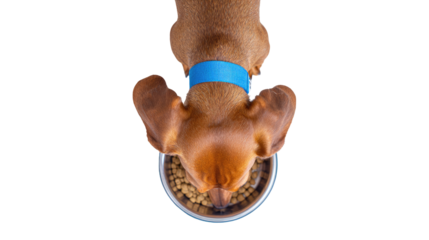 High-angle view of a dachshund eating from a bowl