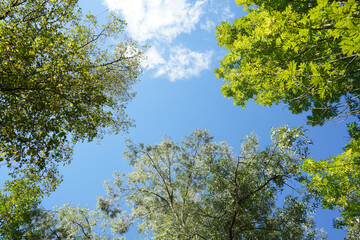 Obraz premium Landscape with green trees in a garden, park, forest.