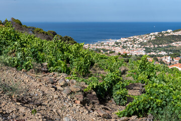 View of hills and vineyards of Banyuls AOP, grapes plants, between Pyrenees mountains and...