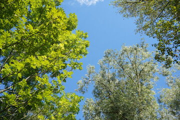 Landscape with green trees in a garden, park, forest.