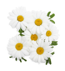 Obraz premium Beautiful chamomile flowers with leaves isolated on white, top view